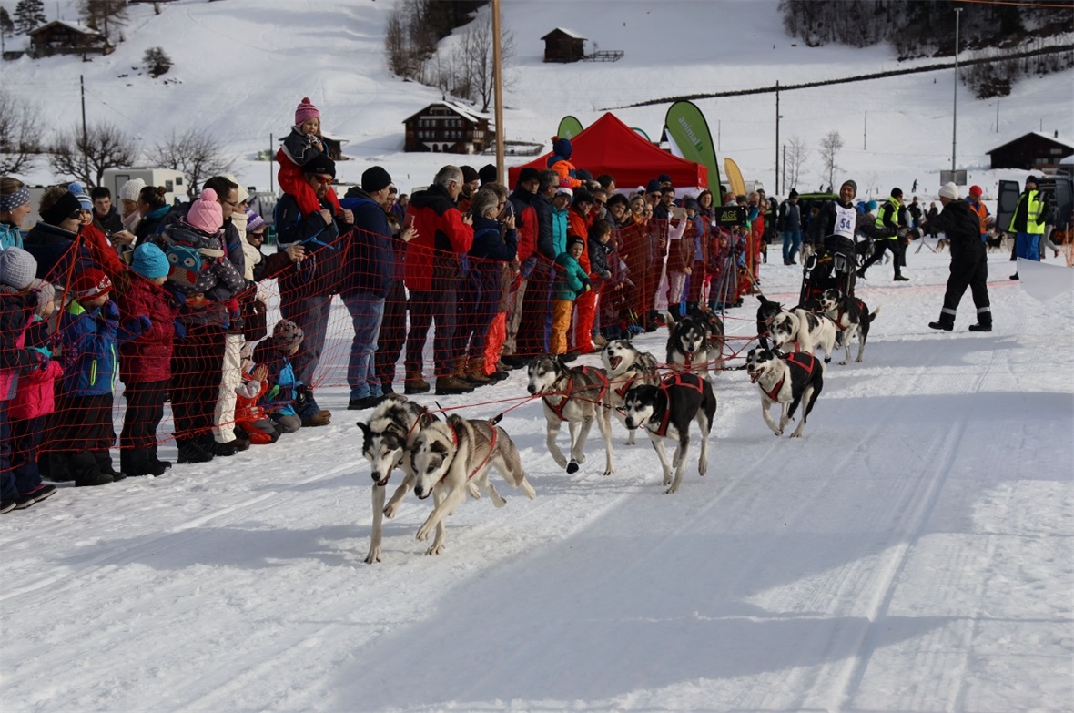 Volle Kraft voraus, mit 10 Hunden am Start