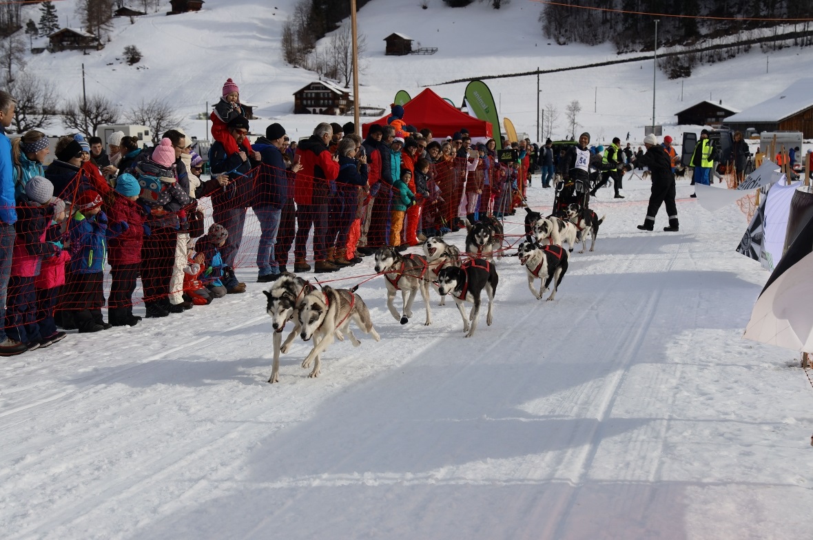 Volle Kraft voraus, mit 10 Hunden am Start