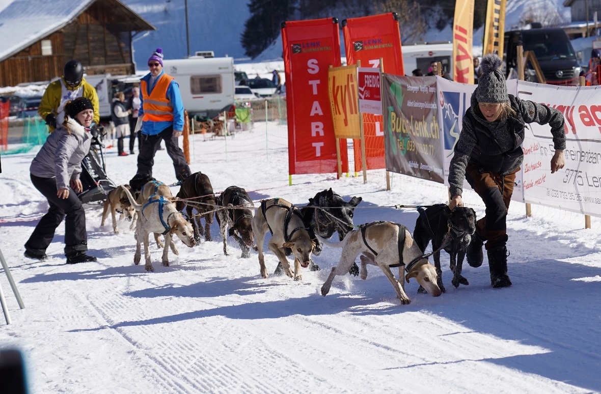 Vor dem Start werden Helfer benötigt, damit die Hunde nicht vorzeitig loslaufen.