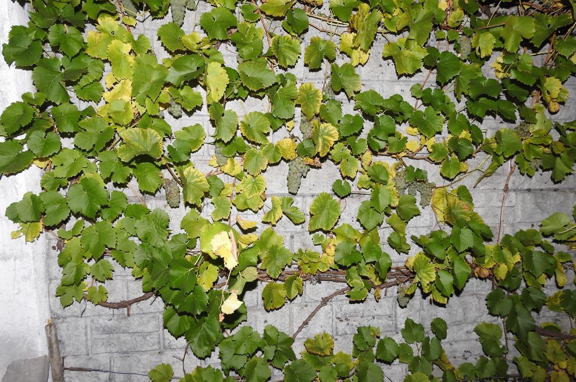 Weinstock auf 1123 Meter ü.M. am Fusse des Bühlbergs, Lenk.