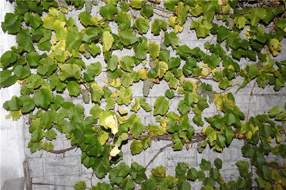 Weinstock auf 1123 Meter ü.M. am Fusse des Bühlbergs, Lenk.
