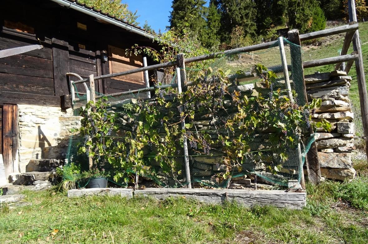 Weinstock auf 1380 Meter ü.M. in St. Stephan.