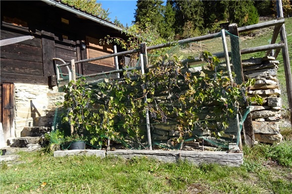 Weinstock auf 1380 Meter ü.M. in St. Stephan.