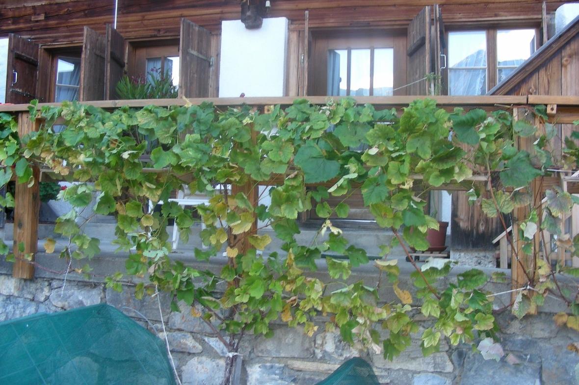 Weinstock auf ca. 1200 Metern ü.M. an der Lenk.