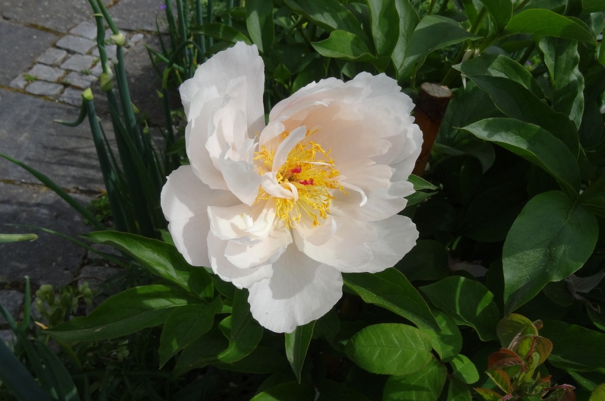 Weisse Pfingstrosen.