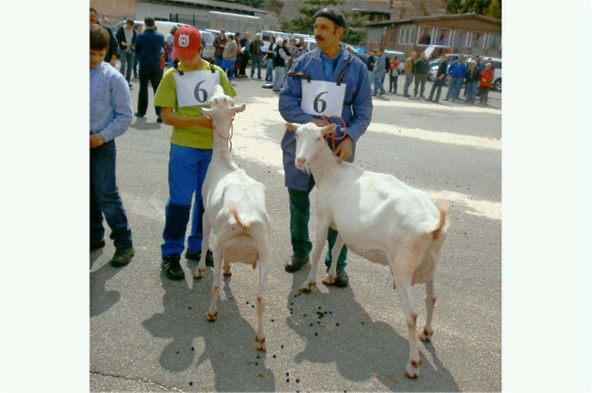Wenn der Vater mit dem Sohn… Manfred und Manuel Müller aus Weissenbach gewannen den Mutter-Tochter Wettbewerb Saanenziegen gegen 22 andere Paare.