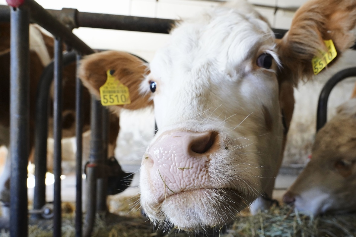 Wer wollte, konnte den Kühen ganz nah kommen.