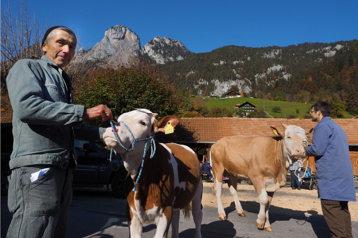Werner Hutzli, Boltigen, mit Stierkalb «Tito» sowie rechts Benjamin Hutzli mit d...