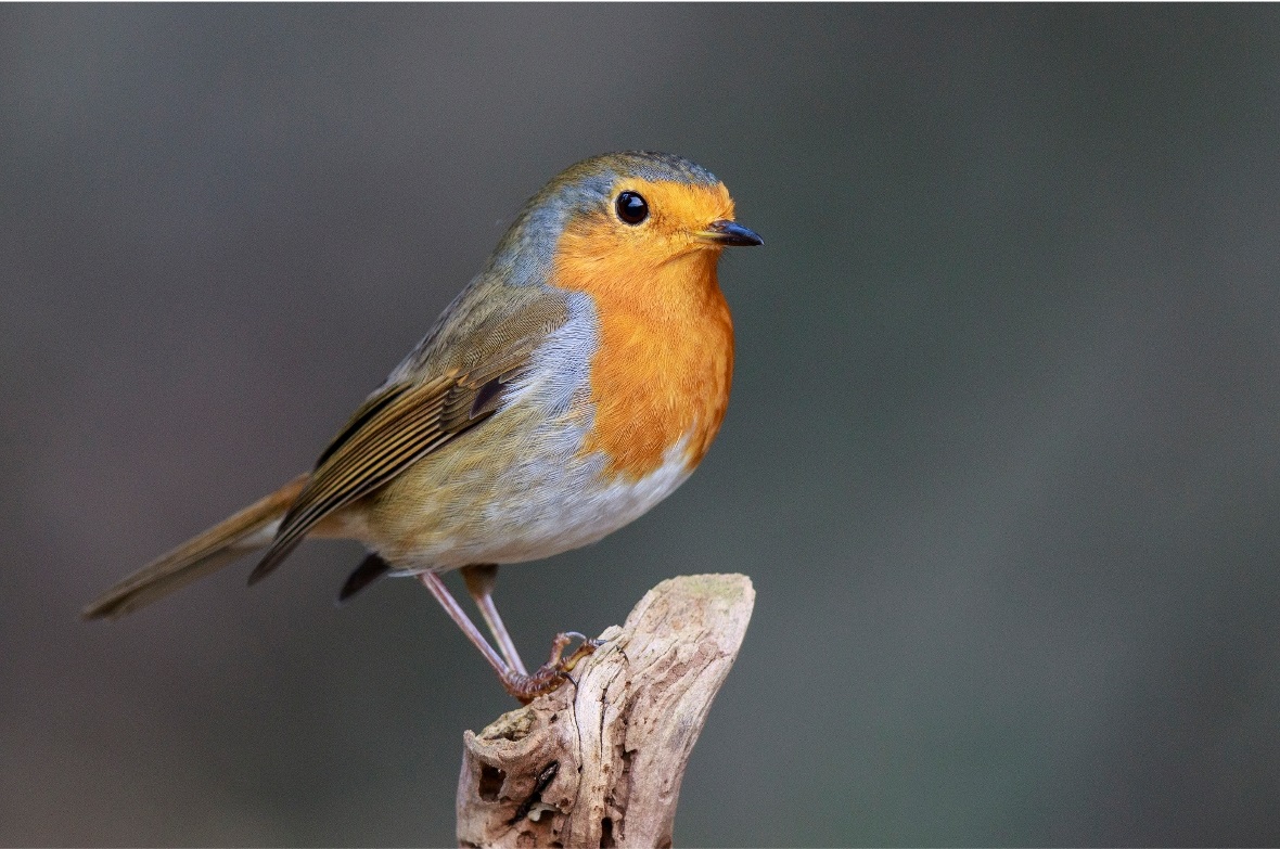 Wir alle können das Rotkehlchen und viele weitere Vogelarten in unseren Gärten u...