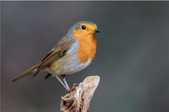 Wir alle können das Rotkehlchen und viele weitere Vogelarten in unseren Gärten unterstützen, wenn wilde Ecken für die Natur geschaffen werden.