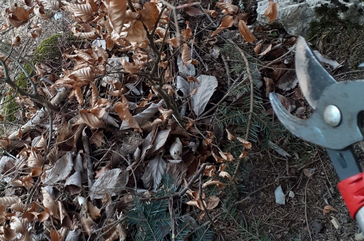 «Wir durften einen Weg frei schneiden und auch noch zusehen, wie ein Baum gefäll...