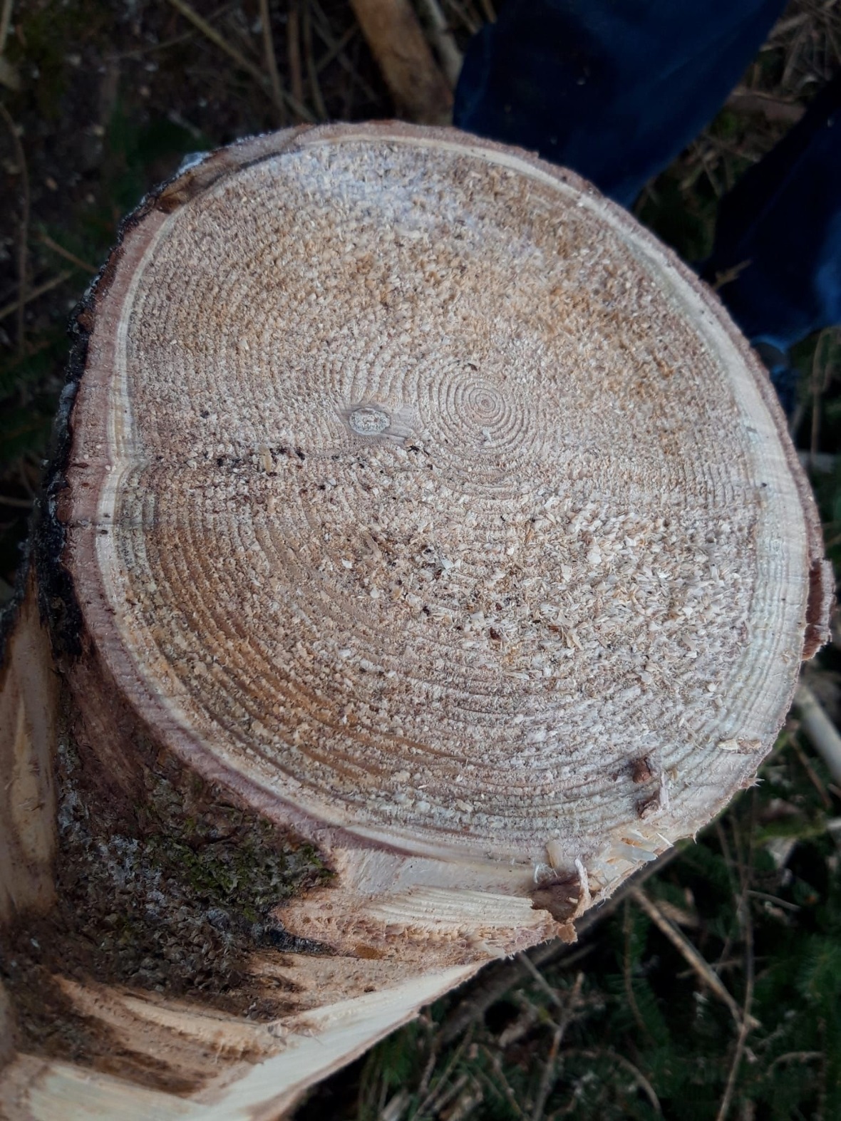 «Wir haben gelernt, wie man einen Baum richtig fällt und wie man die Jahrringe e...