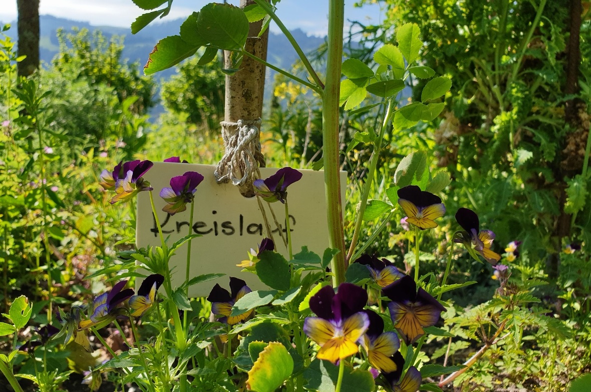 Wohltuend für den Kreislauf - Detail aus dem Medizinalrad im Garten von Susanne ...