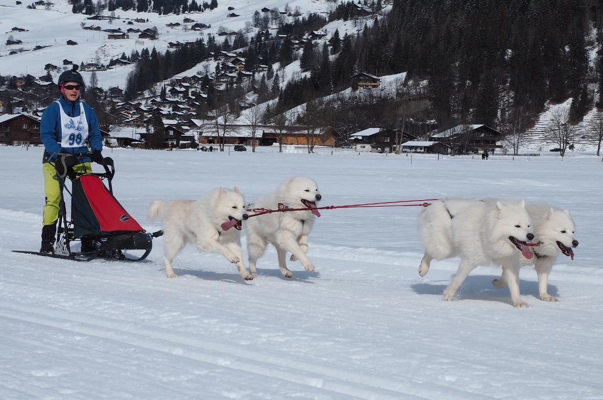Wunderschöne Samojeden-Schlittenhunde