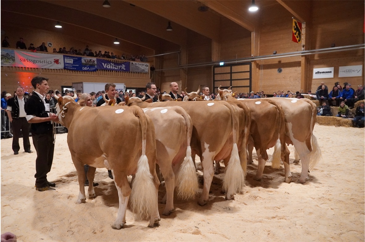 Wunderschöne Simmentaler Kühe in der engeren Auswahl für die Missentitel.