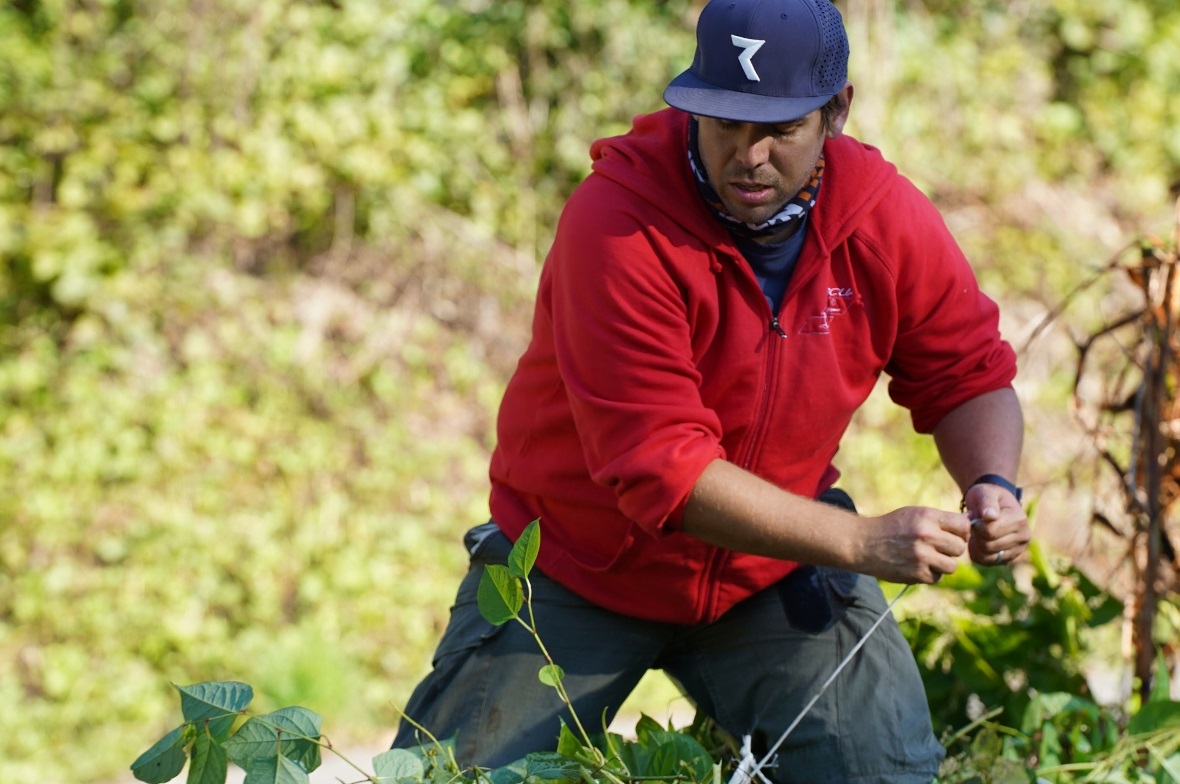 Zacharias Borer hatte alle Hände voll zu tun, um die Knöterich-Abschnitte zu bün...