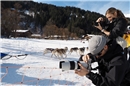 Zahlreiche Fotografen bewundern die Hundegespanne.