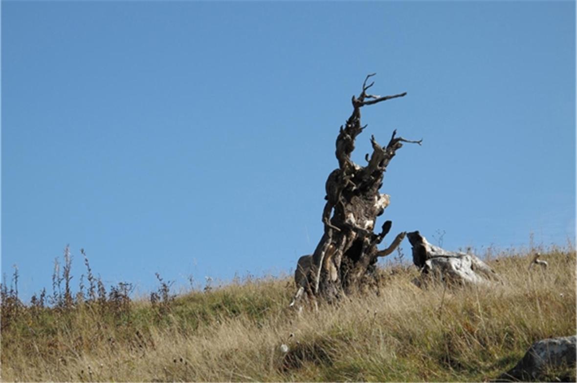 Zeitzeugen des Sturmes «Lothar». Foto: Dieter Noll, Hilterfingen