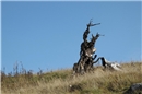 Zeitzeugen des Sturmes «Lothar». Foto: Dieter Noll, Hilterfingen