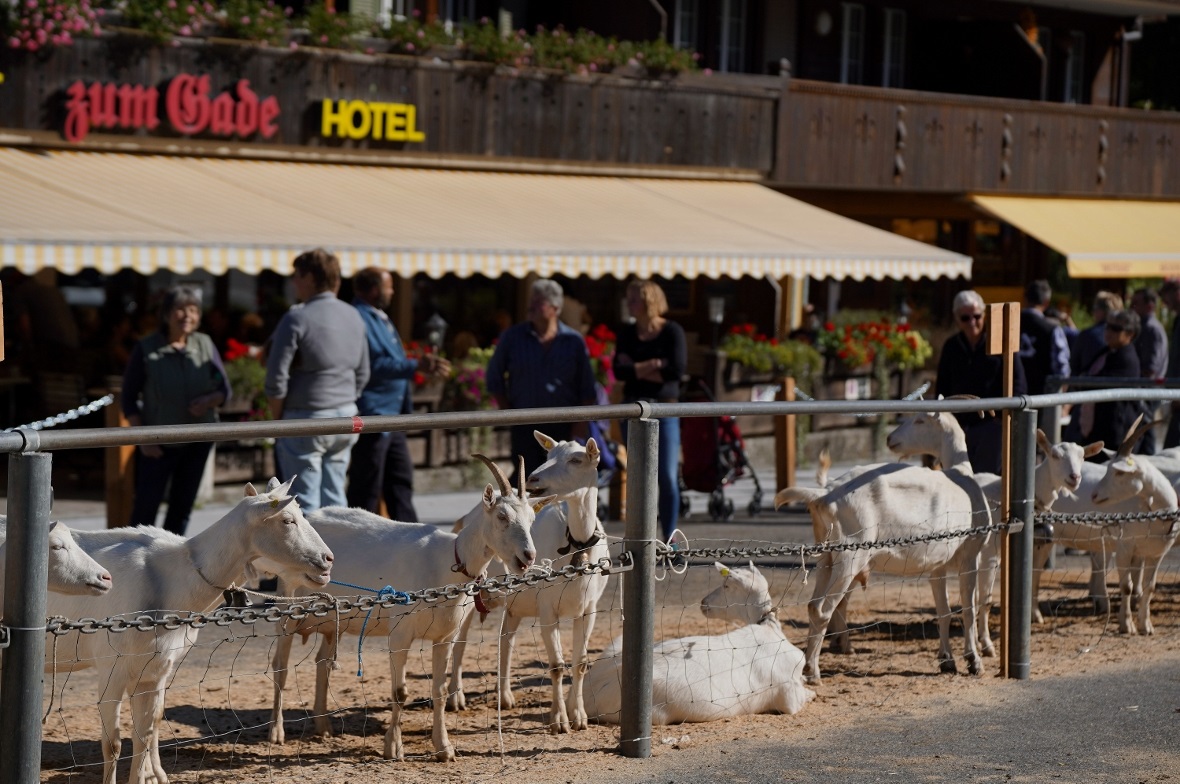 Ziegen, so weit das Auge reicht: Bei der Ziegenschau der Ziegenzuchtgenossenscha...