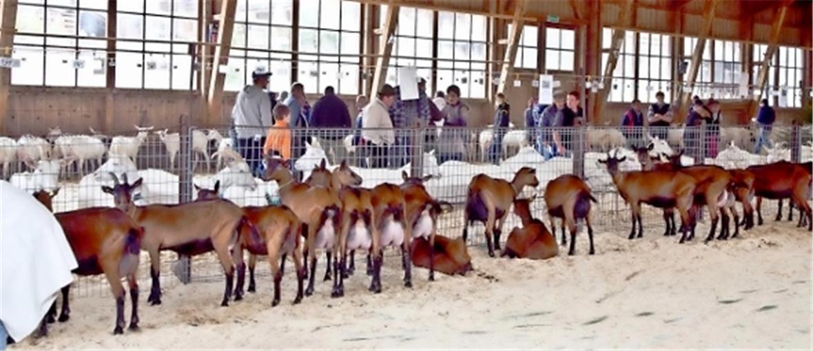Ziegenausstellung Markthalle Zweisimmen 2013.