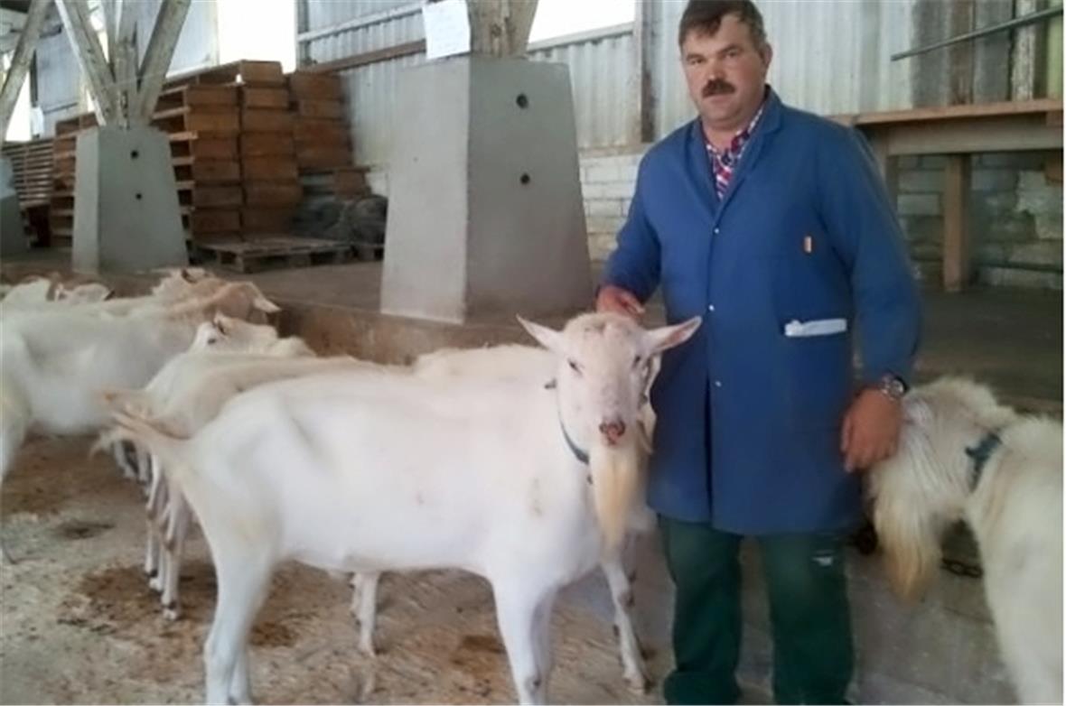 Ziegenbock «Elvis», geführt von Züchter Hans Schwarz aus Boltigen, in diesem Jah...