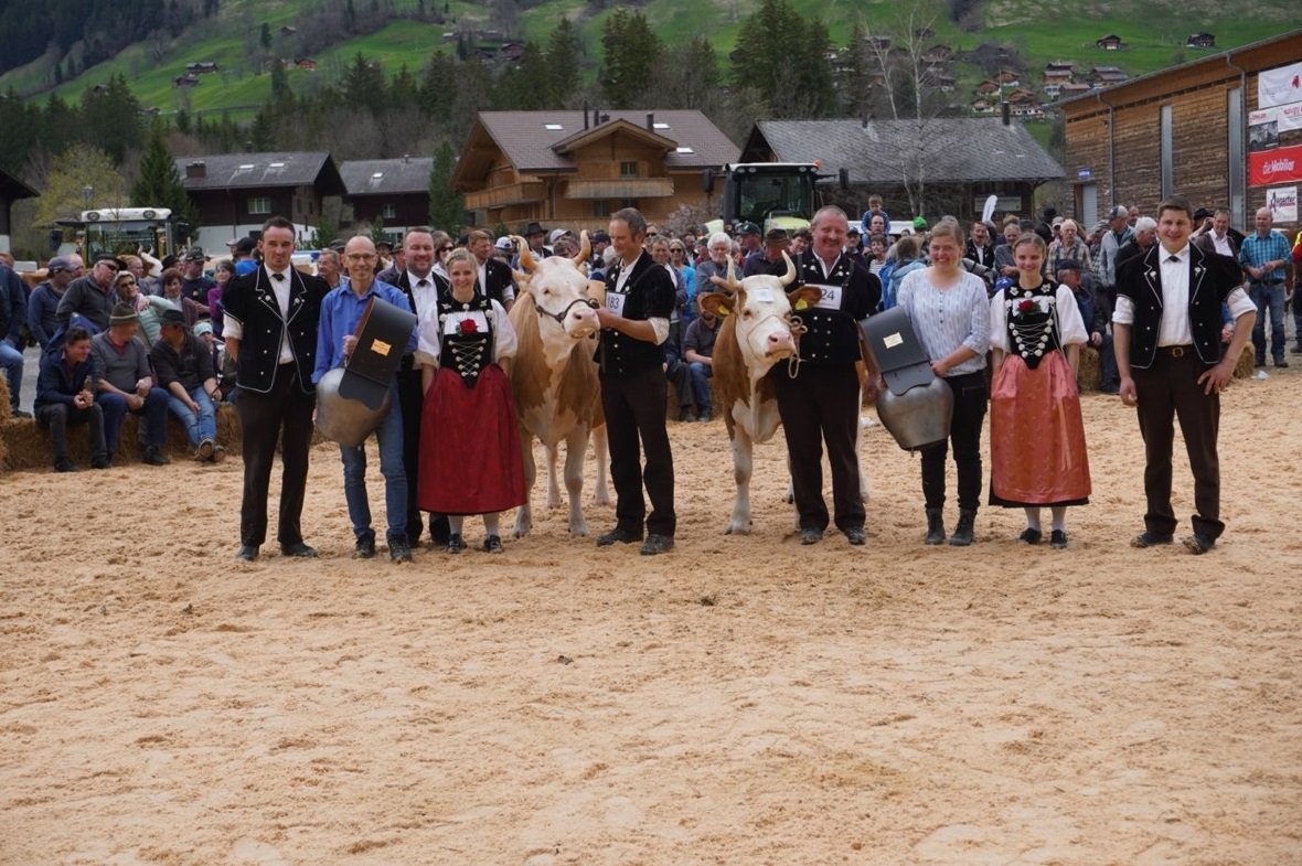 Ziel erreicht: Miss Simmental Tina, von Zimmermann Ueli St. Stephan, sowie Miss ...