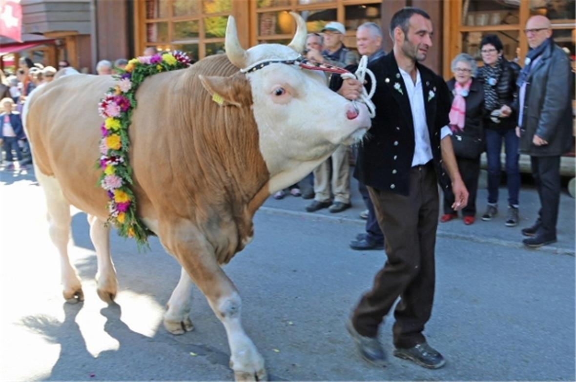 Zimmermann mit seinem Zuchtstier