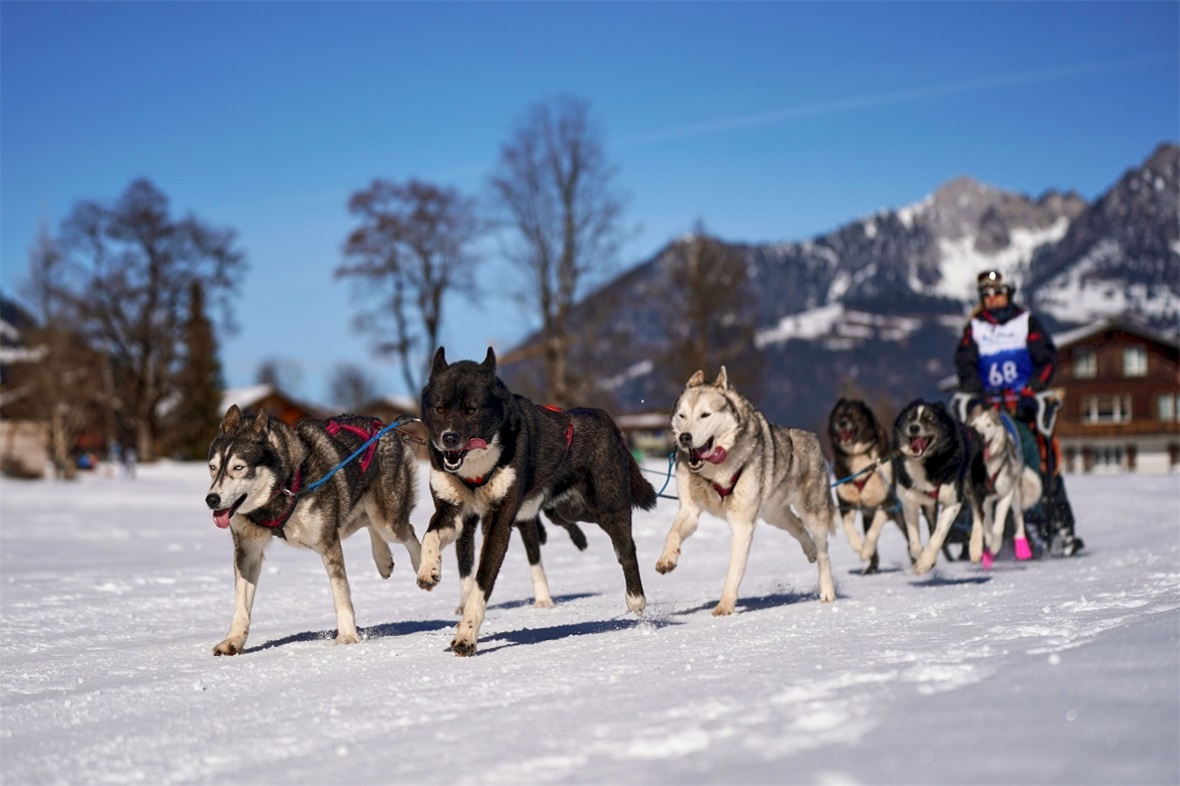 Zu Beginn der Rennstrecke war die Motivation und Kraft bei allen Hunden noch gro...