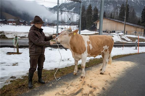 Züchter Walter Schläppi-Heidelberger führte Stier Benito vor.