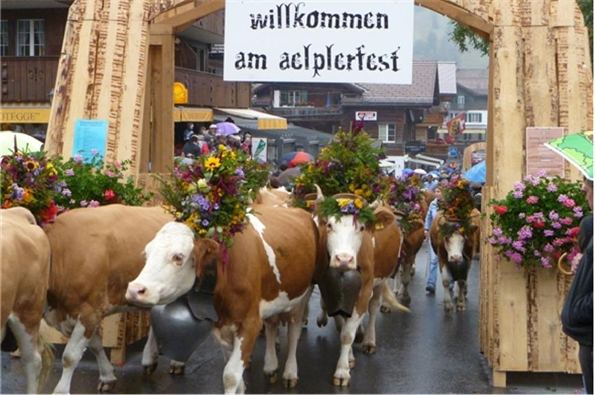 Züglete am Älplerfest: Wunderschön geschmückt präsentieren sich die Kühe.