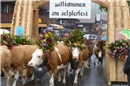 Züglete am Älplerfest: Wunderschön geschmückt präsentieren sich die Kühe.