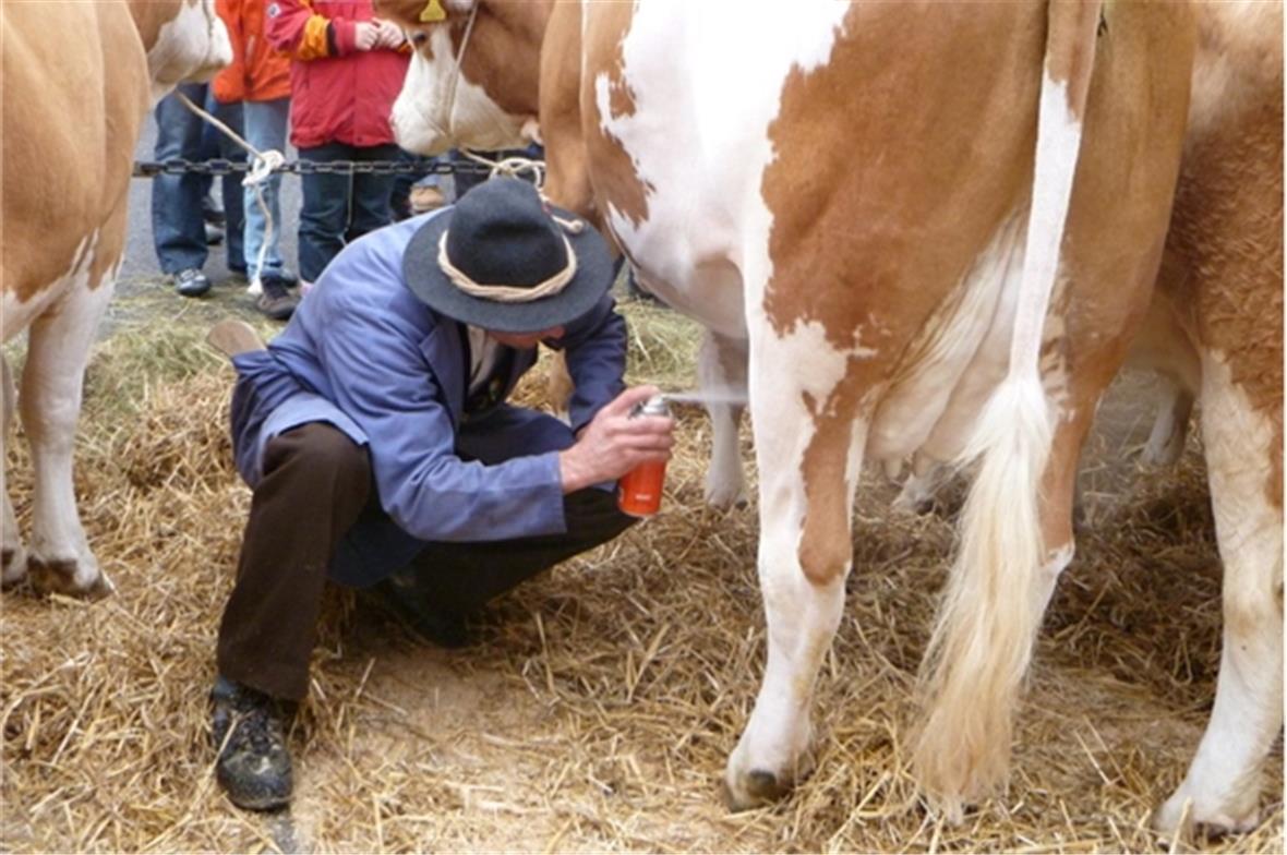 Züglete am Älplerfest: Wunderschön geschmückt präsentieren sich die Kühe.