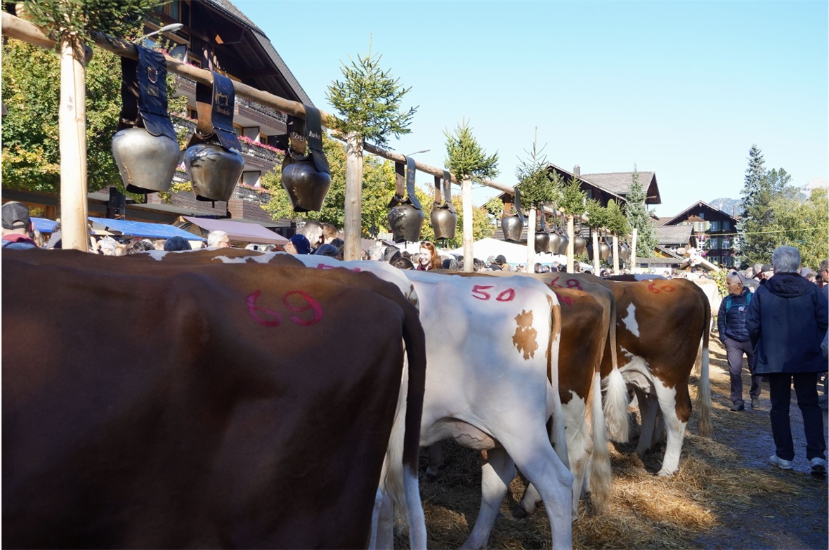 Zwanzig Spitzenkühe – doch nur eine wurde Miss Lenk.