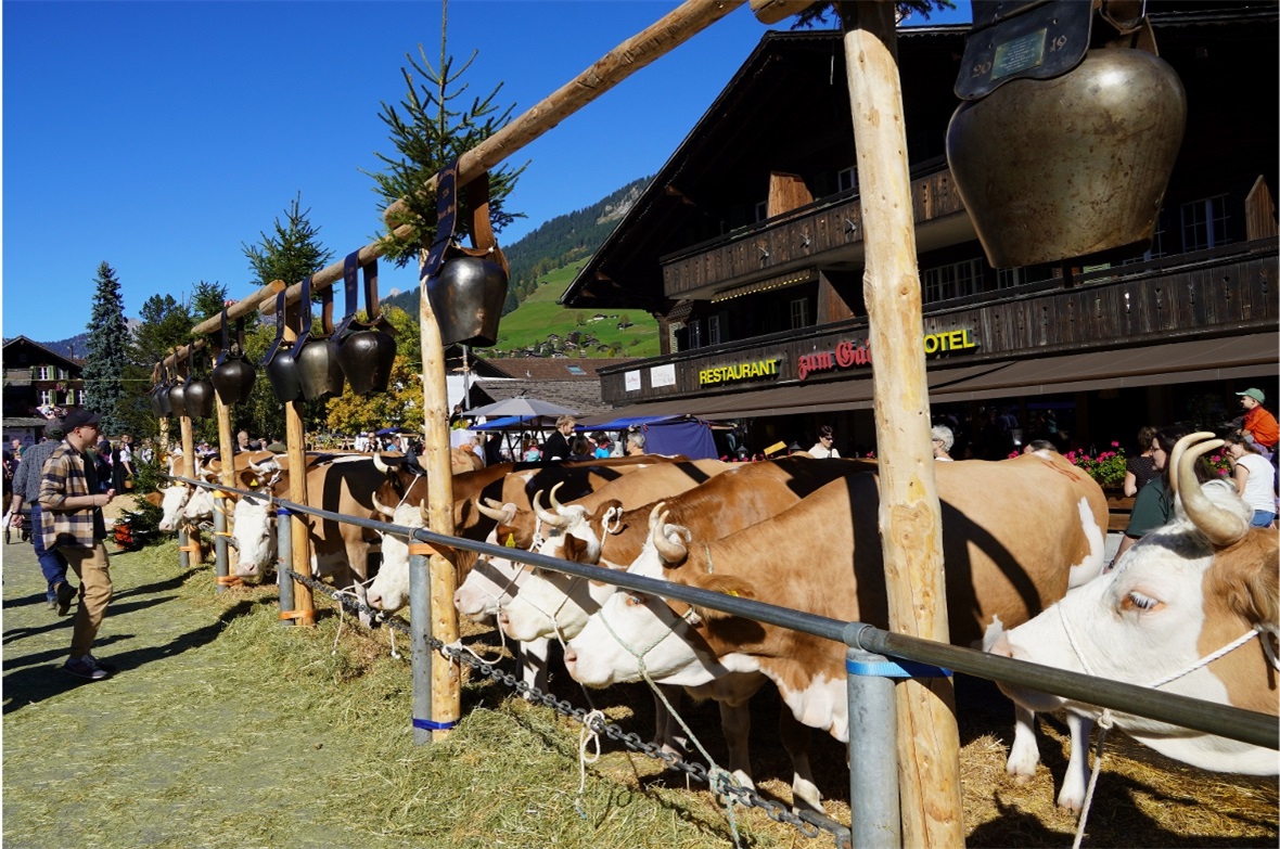 Zwanzig Spitzenkühe – doch nur eine wurde Miss Lenk.