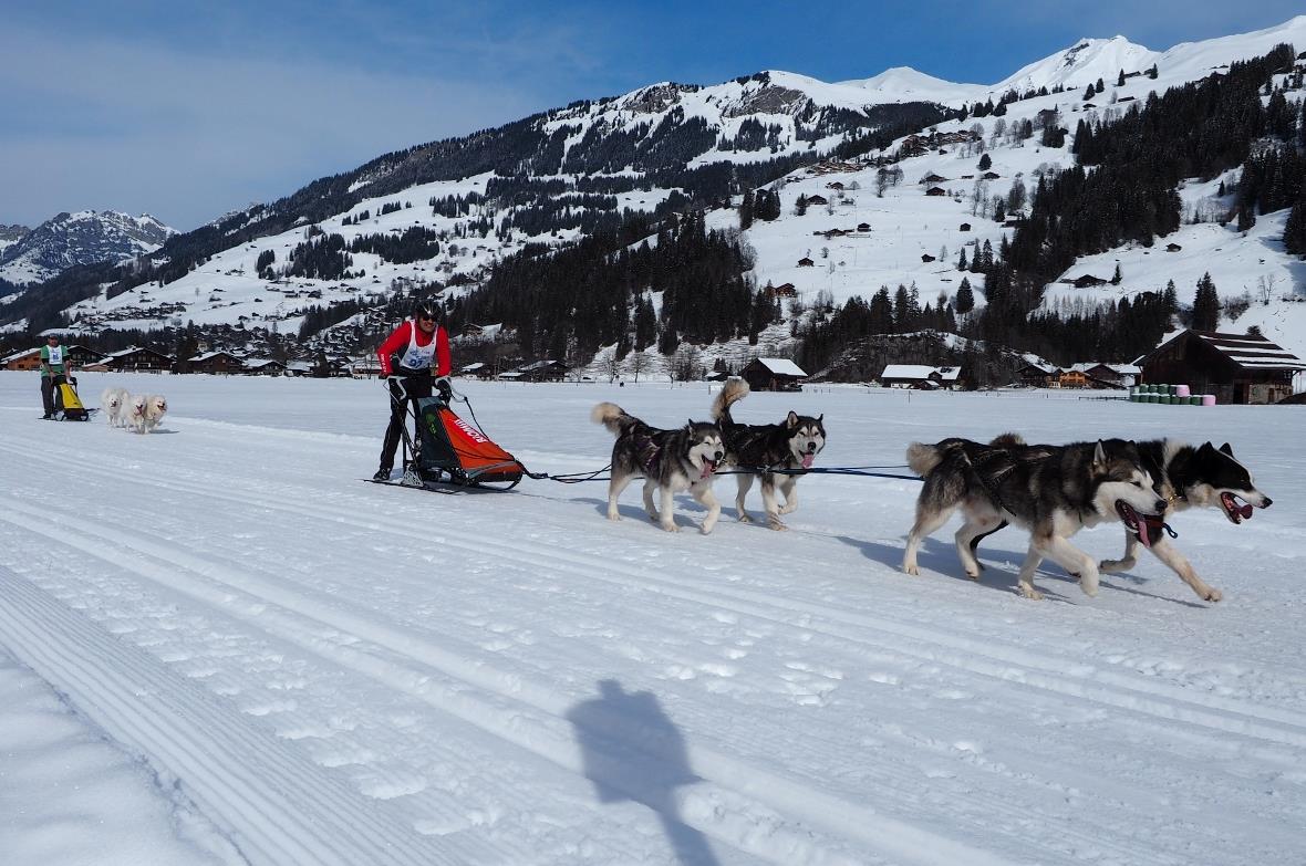 Zwei Reinrassige Gespanne