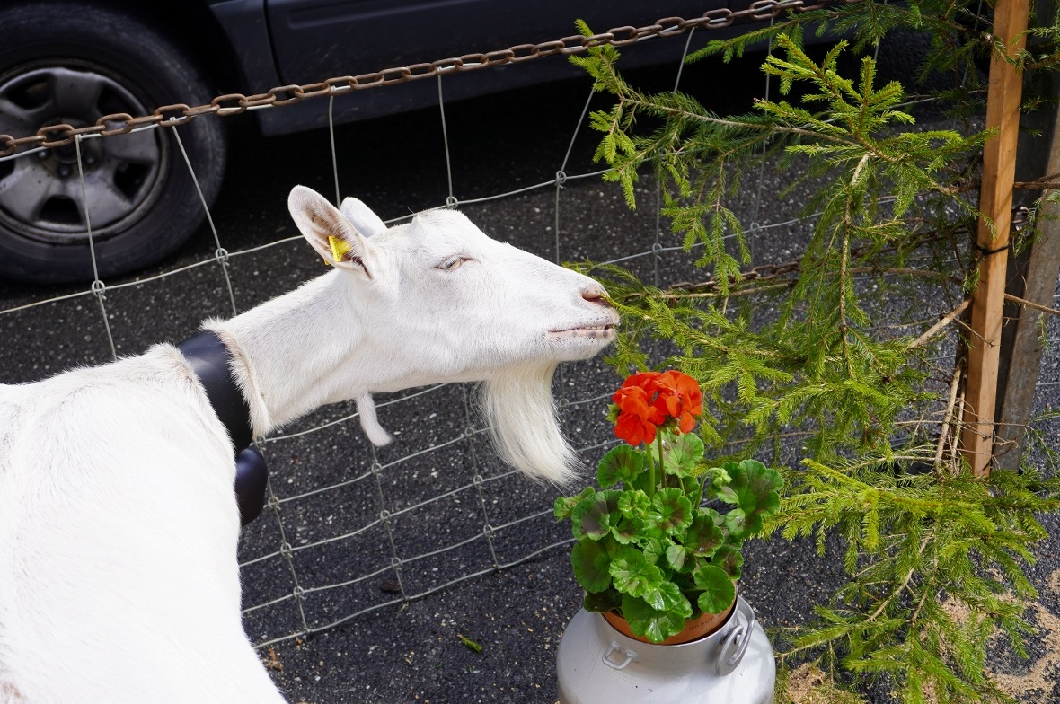 …..ob das so gedacht war?