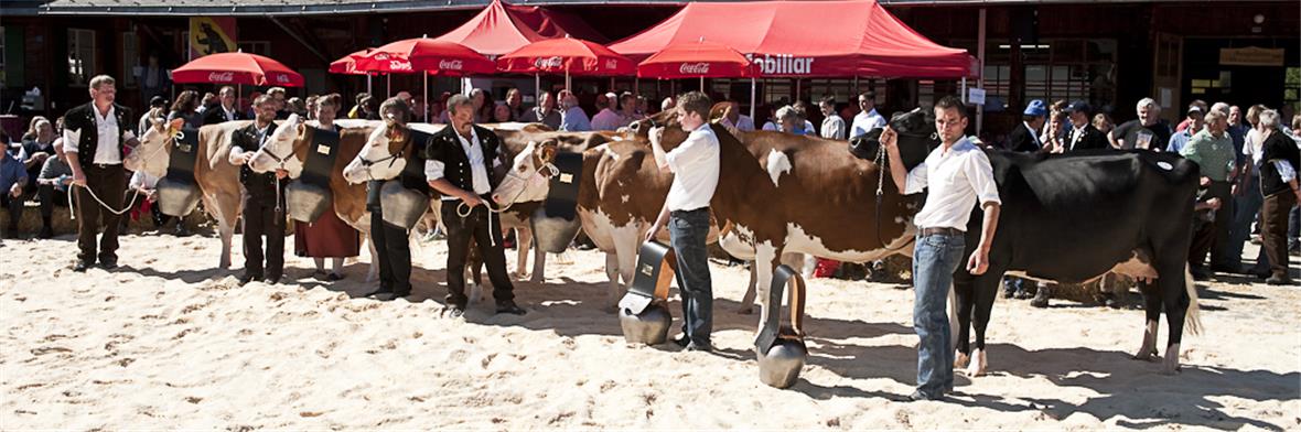 v.l.n.r. Flamme, Miss SI (Adrian Rieder, St. Stephan); Marisa, Miss Schöneuter SI (Vroni und Edwin Griessen, Matten); Larissa, Miss SF (Ueli Riesen, Boltigen); Jana, Miss Schöneuter SF (Christian Burri, St. Stephan); Dahlia, Miss Schöneuter RH/HO (Robert Treuthardt, Boltigen); Coline, Miss RH /HO (Christian und Emil von Känel, Lenk).